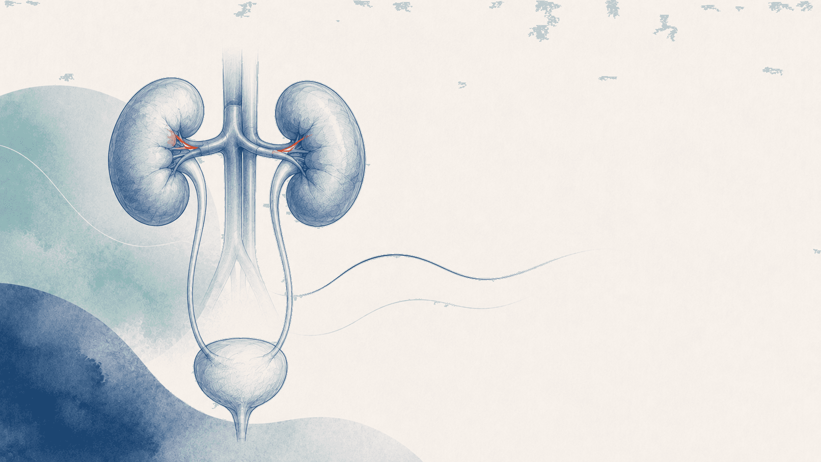 Minimal editorial imagery representing how the kidneys work and their role in the body.